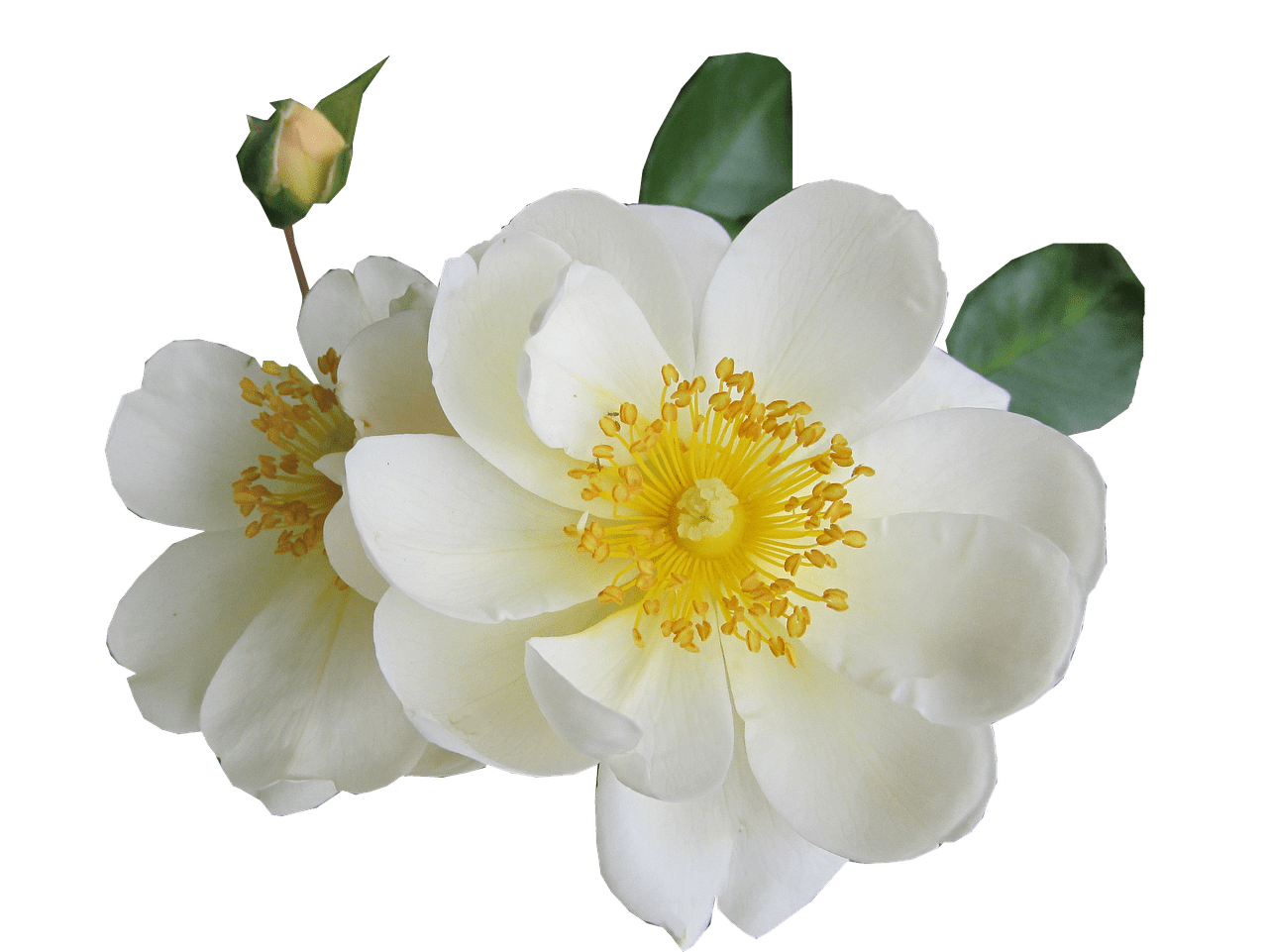 Sonstige Anlässe rose - Sonstige Anlässe